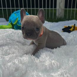 Girl 1 - female French Bulldog puppy in Westerly, Rhode Island from Starkhaus Rottweilers & Frenchies