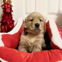 Blitzen - Dark golden male Golden Retriever puppy in Seville, Ohio from Retriever Ranch