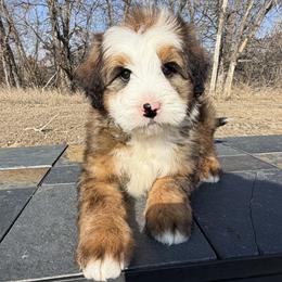 Goose - Chocolate merle male Bernedoodle puppy in Sioux Falls, South Dakota from WhiskeyCreek Doodles