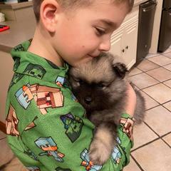 Keeshond Puppies from Peregrine Keeshond