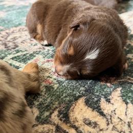 Jasper - Red tri male Miniature Australian Shepherd puppy in Ellendale, North Dakota from Ark Acres Kennels