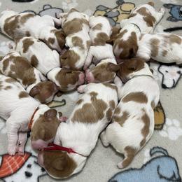 Boy 1 - Brittany puppy from Campbell's Brittanys