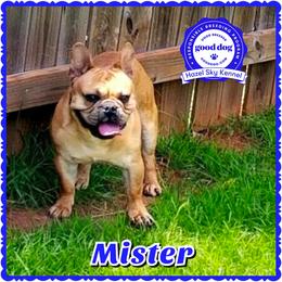 Mister - French Bulldog