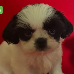 Megan - Black and white female Shih Tzu puppy in Cordova, Tennessee from TrueLine kennels