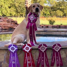 Trinity - Labrador Retriever