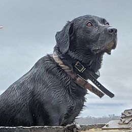 Labrador Retrievers from Cypress Brake Retrievers