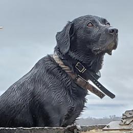 Labrador Retrievers from Cypress Brake Retrievers