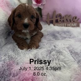 Cavapoo Puppies from Cavapoo Lovebugs