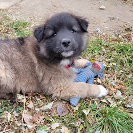 Red Boy - Mahogany and black Belgian Tervuren puppy in Kirksville, Missouri from Katahdin Kennel Belgian Tervurens