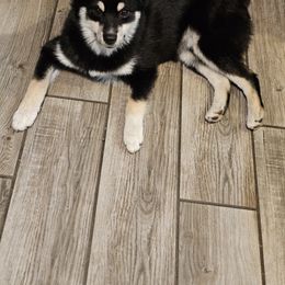 Pomeranian and Pomsky Puppies from Northern Cali Pomskies