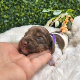 Sweetie pie - Piebald female Dachshund puppy in Jackson, Tennessee from BlackPine Kennels