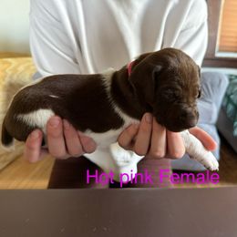 German Shorthaired Pointer Puppies from Bernardonis