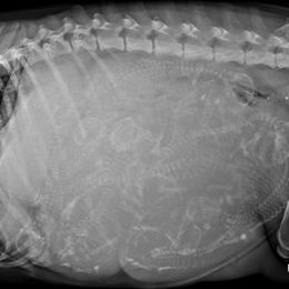 Dilute Retriever and Labrador Retriever Puppies from LC Hunting Labs, LLC.