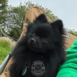 Guinness  - Pomeranian
