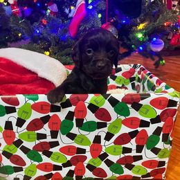White Collar - Brown male Boykin Spaniel puppy in Hurtsboro, Alabama from PARK’s Family Farm