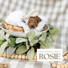Rosie - Red  female Goldendoodle puppy in Cedar City, Utah from Cedar Doodles- Home of the Teddybear Goldendoodle