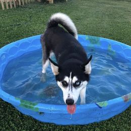 Iscis - Siberian Husky
