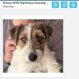 Prince - Russell Terrier