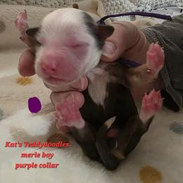 Boy 5 - Merle male Bernedoodle puppy in Schertz, Texas from Kat's Teddydoodles