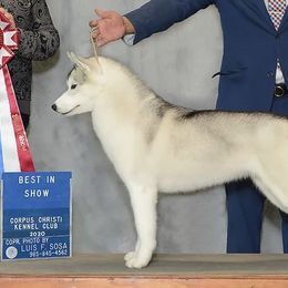 Siberian Huskies from Nikaluk Siberians