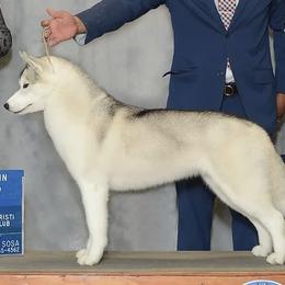 Siberian Huskies from Nikaluk Siberians