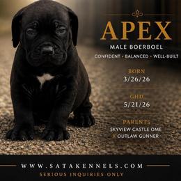 Apex (Purple) - Black male Boerboel puppy in Delta, Colorado from SATA Kennels