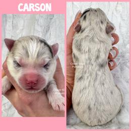 Carson - Merle female Pomsky puppy in Sheffield, Iowa from Clover Ridge Pomskies