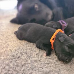 Australian Shepherd Puppies from Splash 'N Dash Aussies