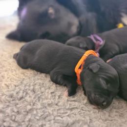 Australian Shepherd Puppies from Splash 'N Dash Aussies