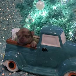 Pomeranian puppies from Regal Poms