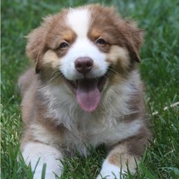 Australian Shepherds from Reinem-N-Kennels