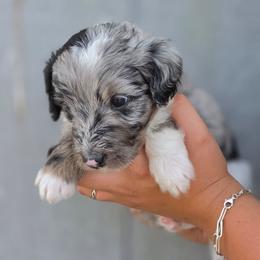 Pistachio - Blue merle female Aussiedoodle puppy in Lithia, Florida from Waterford Doodle Farm