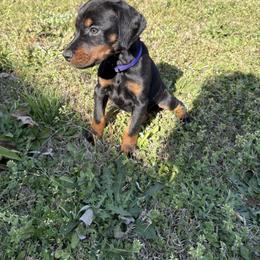 Lila - Purple Collar - Black and rust female Doberman Pinscher puppy in Powder Springs, Georgia from Elite Dobermans of Atlanta