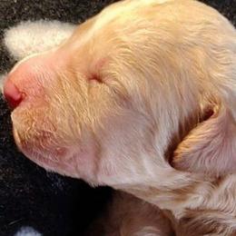 Black collar - Cream male Goldendoodle puppy in Willow Springs, Missouri from Todd Family Homestead