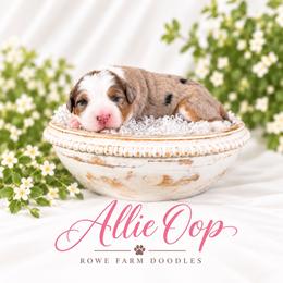 Alley-Oop - Blue merle female Bernedoodle puppy in Henry, Illinois from Rowe Farms Doodles