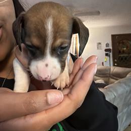 JJ - Piebald male Dachshund puppy in Athens, Texas from County Road Puppies