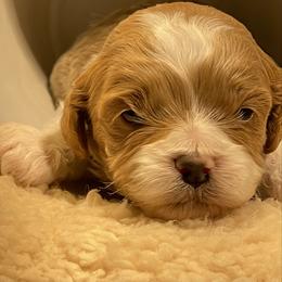 Theodore - Red male Cavapoo puppy in St George, Utah from Pearson's Poodles