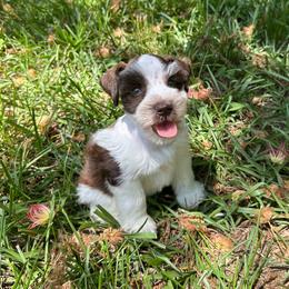 Dill - Parti male Miniature Schnauzer puppy in Clover, South Carolina from Bobo’s Babies Kennels
