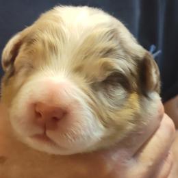 Australian Shepherd Puppies from Shadowood Australian Shepherds