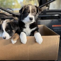 Miniature Australian Shepherd Puppies from Peace Creek Aussies