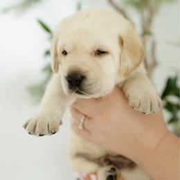 Patriot - Yellow male Labrador Retriever puppy in Allons, Tennessee from UC Labradors LLC