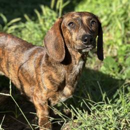 Daisy - Brindle female Dachshund puppy in Gatesville, Texas from Emily’s Doxie Domain