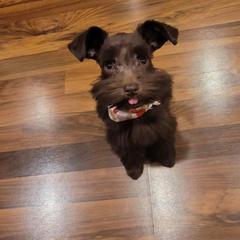 Miniature Schnauzer Puppies from Southern Magnolia Schnauzers