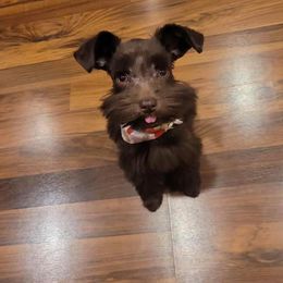 Miniature Schnauzer Puppies from Southern Magnolia Schnauzers