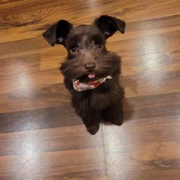 Miniature Schnauzer Puppies from Southern Magnolia Schnauzers
