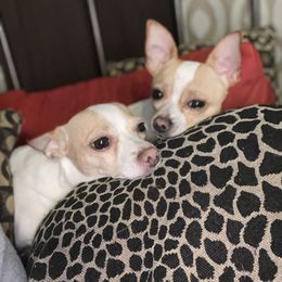Chihuahua Puppies from Pittsburgh Paw Prints