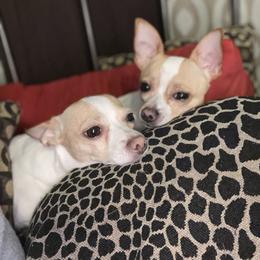 Chihuahua Puppies from Pittsburgh Paw Prints