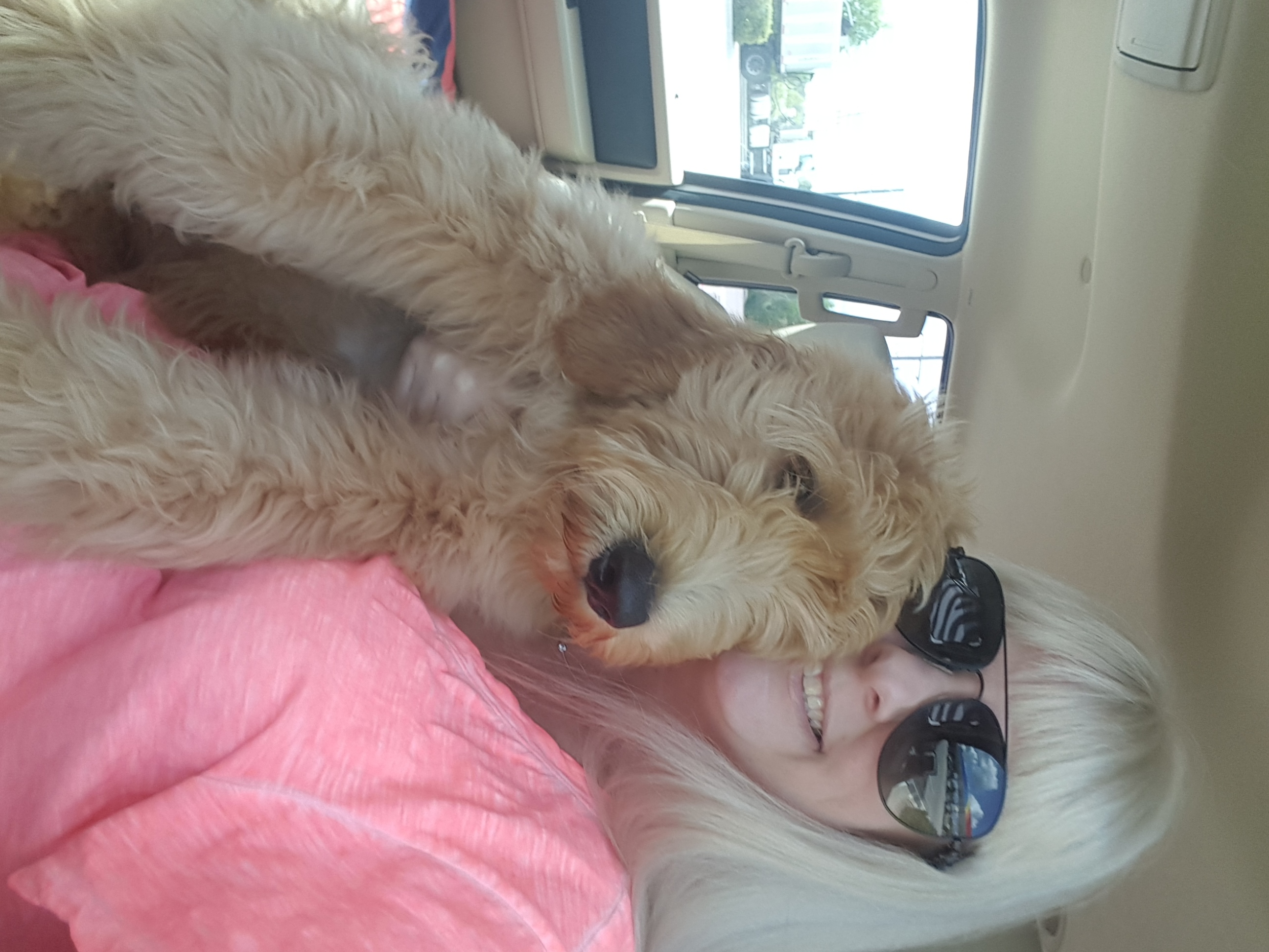 Goldendoodle and Poodle Puppies from The Doodle Patch