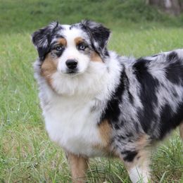 Tess - Australian Shepherd