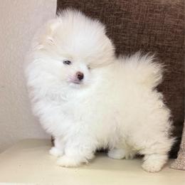 Casper - White male Pomeranian puppy in Phoenix, Arizona from Luxpomz